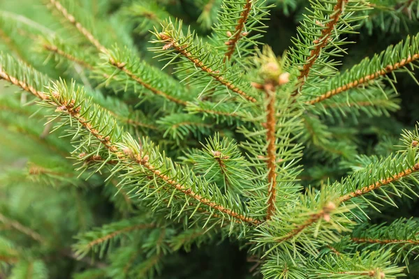 Green Fir Tree Branches Botanical Garden Closeup — Foto de Stock