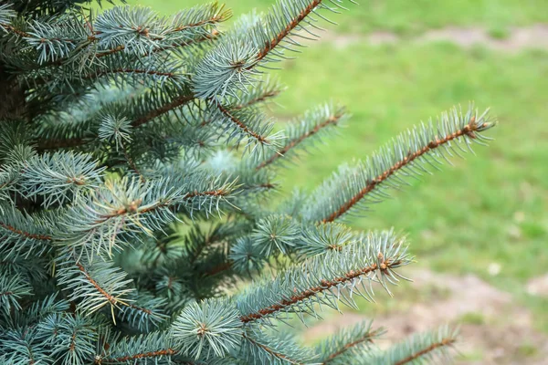 Beautiful Fir Tree Branches Botanical Garden — Stock Photo, Image