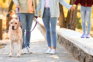 Küçük kızı ve Labrador köpeği olan ebeveynler parkta yürüyor.