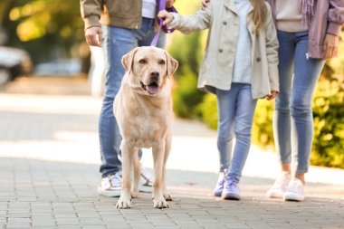 Ailesi sokakta yürüyen komik Labrador köpeği.