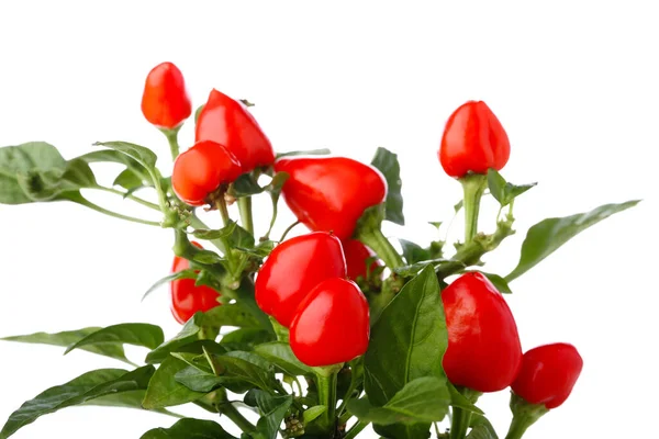 Rode Paprika Struik Tegen Witte Achtergrond Close — Stockfoto