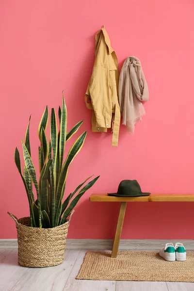 Houseplant Wooden Bench Pink Wall Hall — Stock Photo, Image