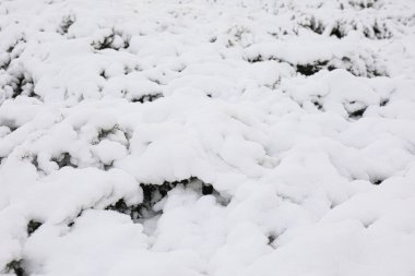 Karla kaplı fidan dalları