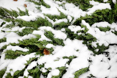 Karla kaplı, kabuklu kozalaklı dallar,