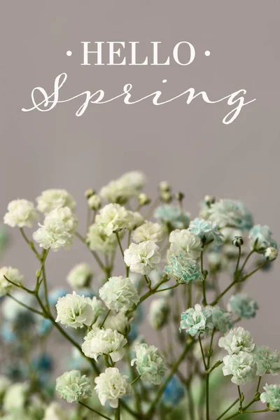 Lindas Flores Gypsophila Com Texto Hello Spring Fundo Cinza — Fotografia de Stock