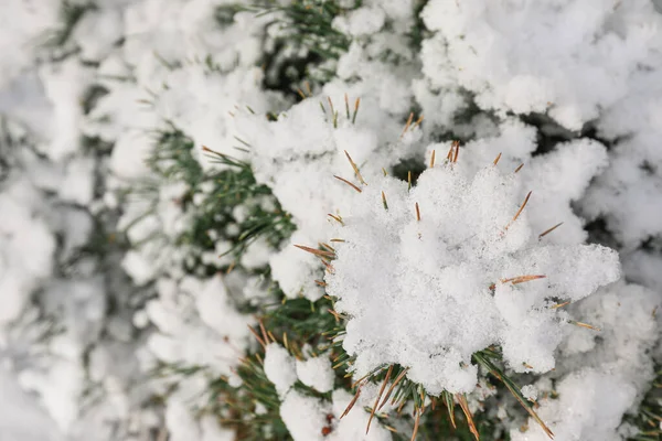 Coniferous Branches Covered Snow Closeup — Stock Photo, Image