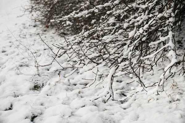 Branches Arbres Couvertes Neige — Photo