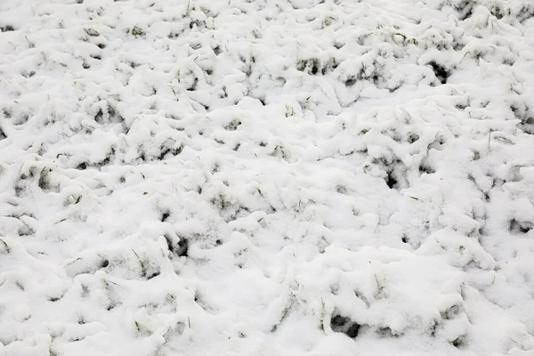 Bush Branches Covered Snow — Stock Photo, Image