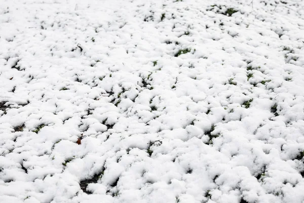 Green Plants Covered Snow — Stock Photo, Image