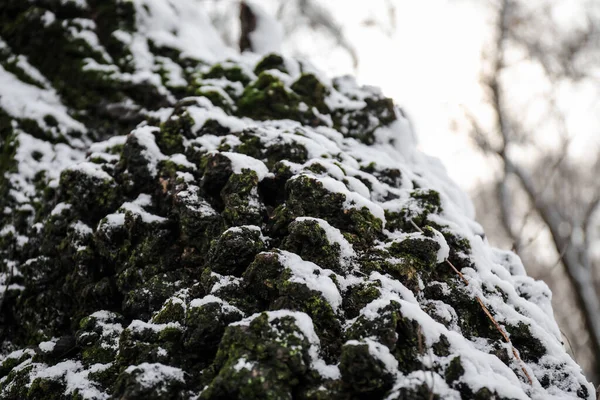 Trädstam Täckt Med Snö — Stockfoto