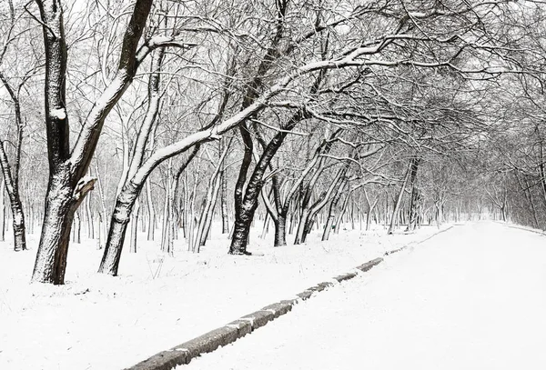 Bomen Bedekt Met Sneeuw Winter Park — Stockfoto