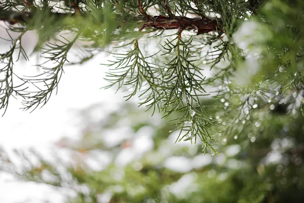 Coniferous Branches Covered Snow Closeup — Stock Photo, Image