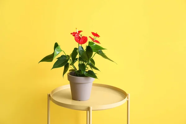 Таблиця Квіткою Антуріума Жовтому Фоні — стокове фото