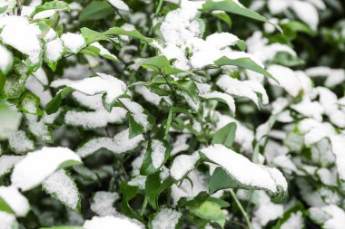 Kış günü karla kaplı yeşil ağaç dalları