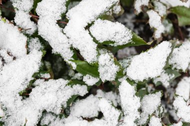 Kış günü karla kaplı yeşil ağaç dallarının yakın görüntüsü