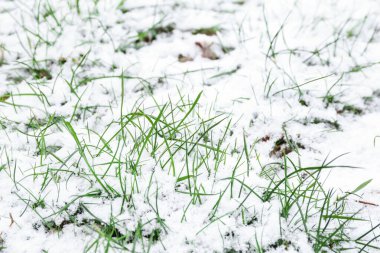 Kış günü çimenler karla kaplıydı.