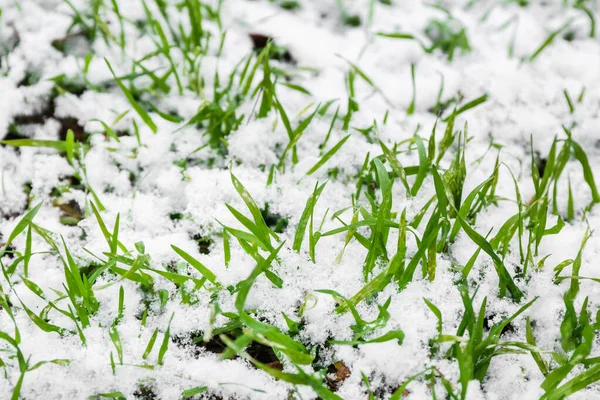 Closeup View Green Grass Covered Snow — Stock Photo, Image