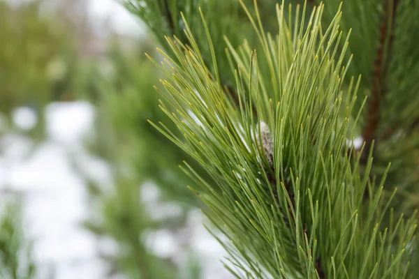 Pine Tree Branch Winter Day Closeup — Stock Photo, Image