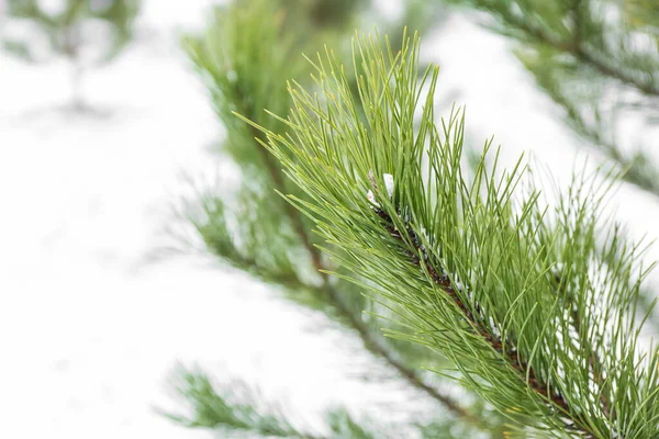 Pine Tree Branch Snowy Winter Day — Stock Photo, Image