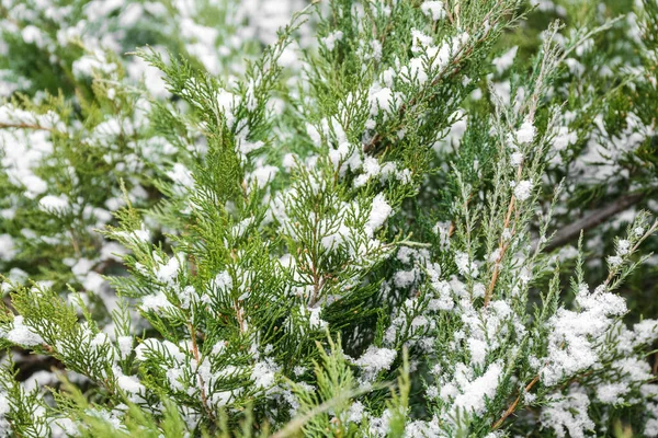Beautiful Coniferous Branches Blizzard Winter Day — Stock Photo, Image