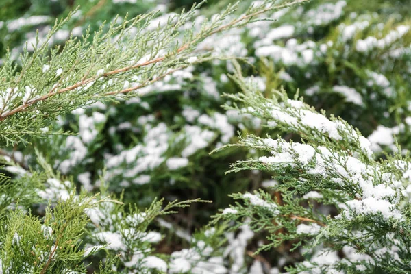 Green Coniferous Branches Blizzard Winter Day — Stock Photo, Image