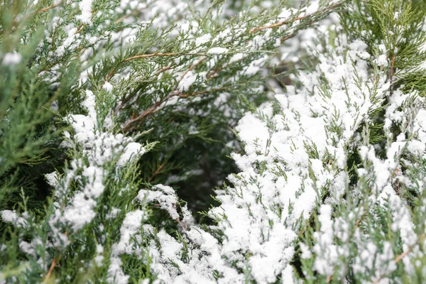 Closeup View Green Coniferous Branches Blizzard Winter Day — Stock Photo, Image