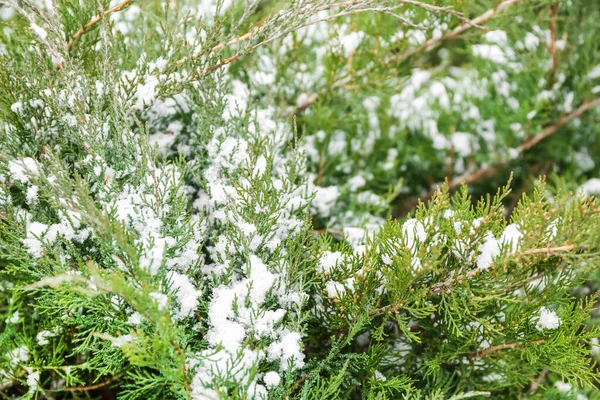 Green Coniferous Branches Snowy Winter Day — Stock Photo, Image