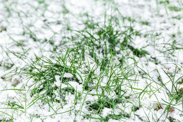Pelouse Avec Herbe Couverte Neige — Photo