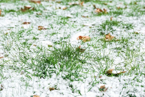 Lawn Snow Covered Green Grass — Stock Photo, Image