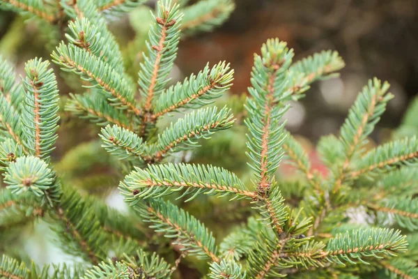 Close Zicht Dennenbomen Takken Winterdag — Stockfoto