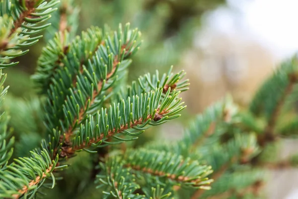 Fir Tree Branches Winter Day — Stock Photo, Image