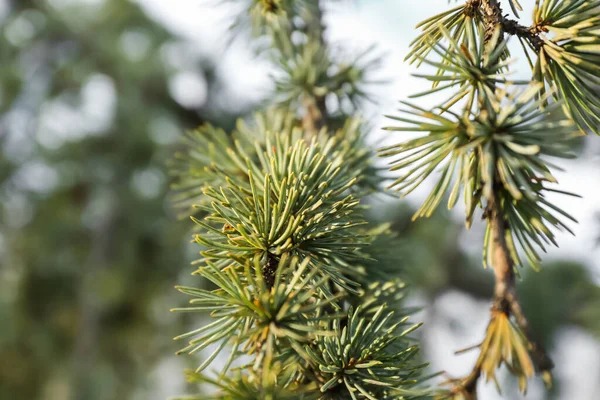 Closeup View Beautiful Fir Tree Branches Winter Day — Stock Photo, Image