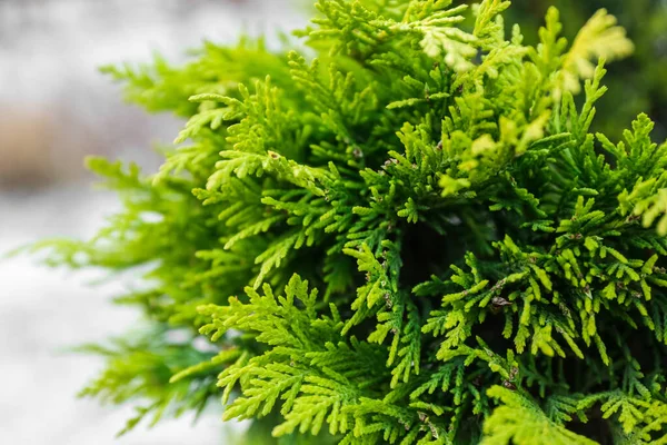 Cespuglio Conifere Verde Durante Giorno Invernale — Foto Stock