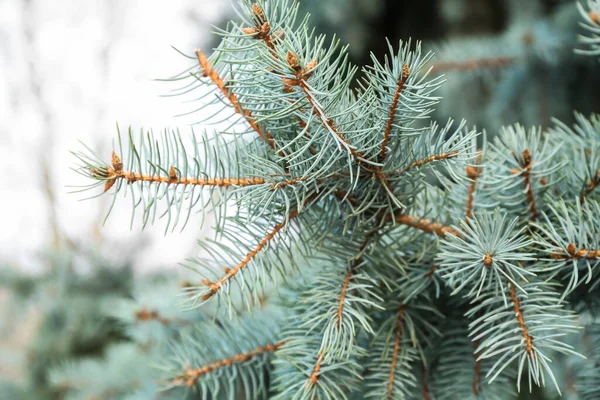 Closeup View Blue Spruce Branches Winter Day — Stock Photo, Image