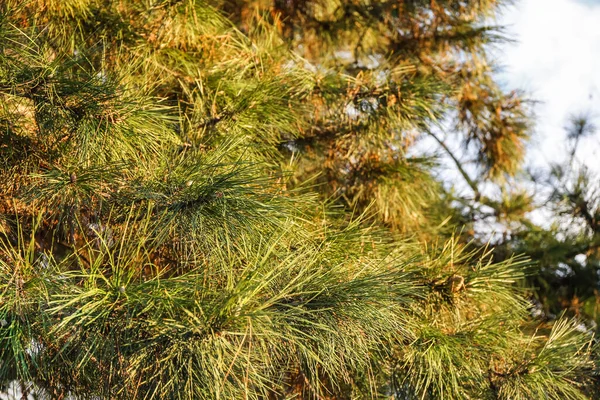 Гілки Соснового Дерева Сонячний Зимовий День — стокове фото