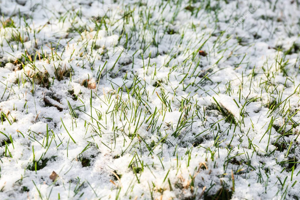 Grass covered with snow on sunny day