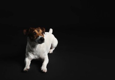 Siyah arka planda Komik Jack Russel Teriyeri