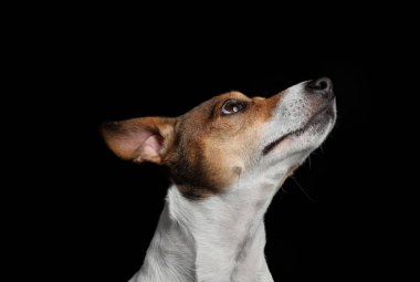Siyah arka planda Komik Jack Russel Teriyeri