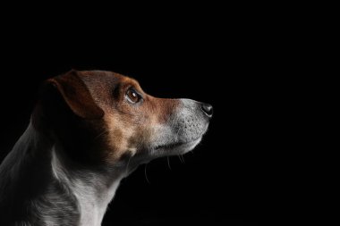 Siyah arka planda Komik Jack Russel Teriyeri