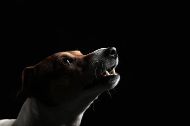 Siyah arka planda Komik Jack Russel Teriyeri