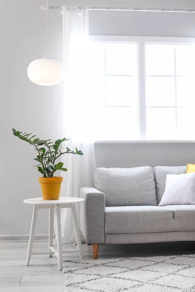 Interior Bergaya Ruang Tamu Dengan Sofa Meja Dengan Tanaman Rumah — Stok Foto