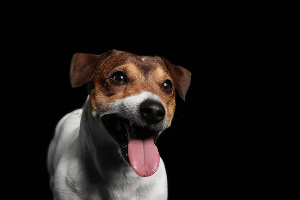 Funny Jack Russel Terrier Sobre Fondo Negro —  Fotos de Stock