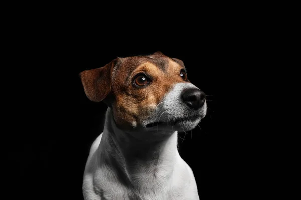 Vtipný Jack Russel Teriér Černém Pozadí — Stock fotografie