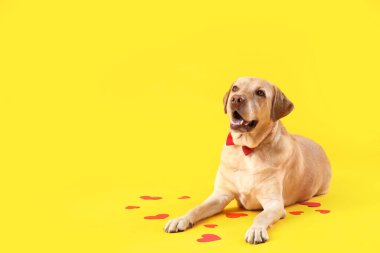 Sarı arka planda duran kağıt kalpli şirin Labrador köpeği. Sevgililer Günü kutlaması