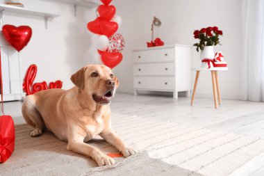 Sevgililer Günü için dekore edilmiş şirin Labrador köpeği odada yatıyor.