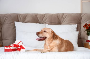 Yatağında hediye kutuları olan şirin Labrador köpeği. Sevgililer Günü kutlaması