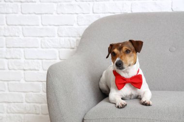 Papyonlu Jack Russel Teriyer tuğla duvarın yanındaki kanepede yatıyor. Sevgililer Günü kutlaması