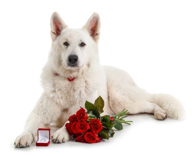 Nişan yüzüğü ve beyaz arka planda duran gülleri olan komik bir köpek. Sevgililer Günü kutlaması