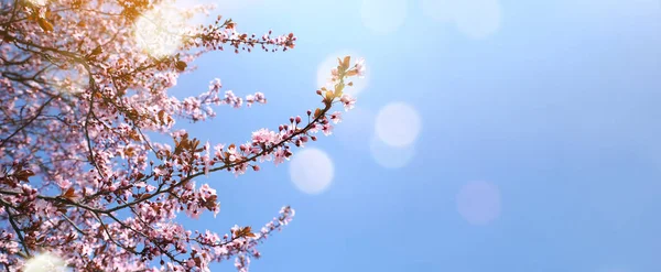 Hermoso Árbol Floreciente Soleado Día Primavera —  Fotos de Stock