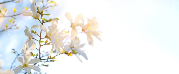 Hermoso Árbol Magnolia Floreciente Soleado Día Primavera —  Fotos de Stock